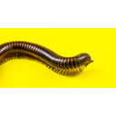 (EN) Centipede	(SP) Ciempiés	(CR) Stonoga	       (SE) Tusenfoting