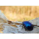 (EN) Beetle 	(SP) Escarabajo	(CR) Buba	(SE) Skalbagge