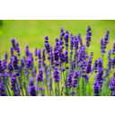 (EN) Lavender	(SP) Lavanda	(CR) Lavanda	(SE) Lavendel
