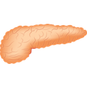 (EN) Pancreas	(SP) Páncreas	(CR) Gušterača	(SE) Bukspottkörteln